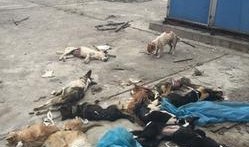 陕西爆料西安事件视频最新,揭秘背后真相与争议